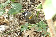 Pterorhinus chinensis