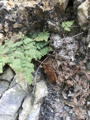 Hypodematium crenatum