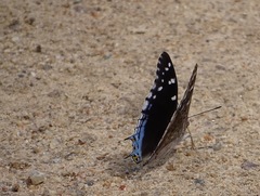 Charaxes guderiana