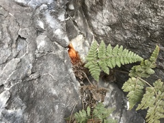 Hypodematium crenatum