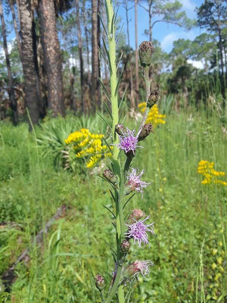 savanna blazing star in August 2023 by Mark Kenderdine · iNaturalist