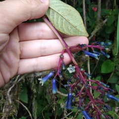 Palicourea amethystina