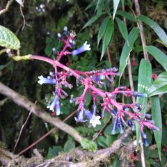 Palicourea amethystina