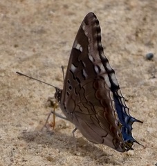 Charaxes guderiana