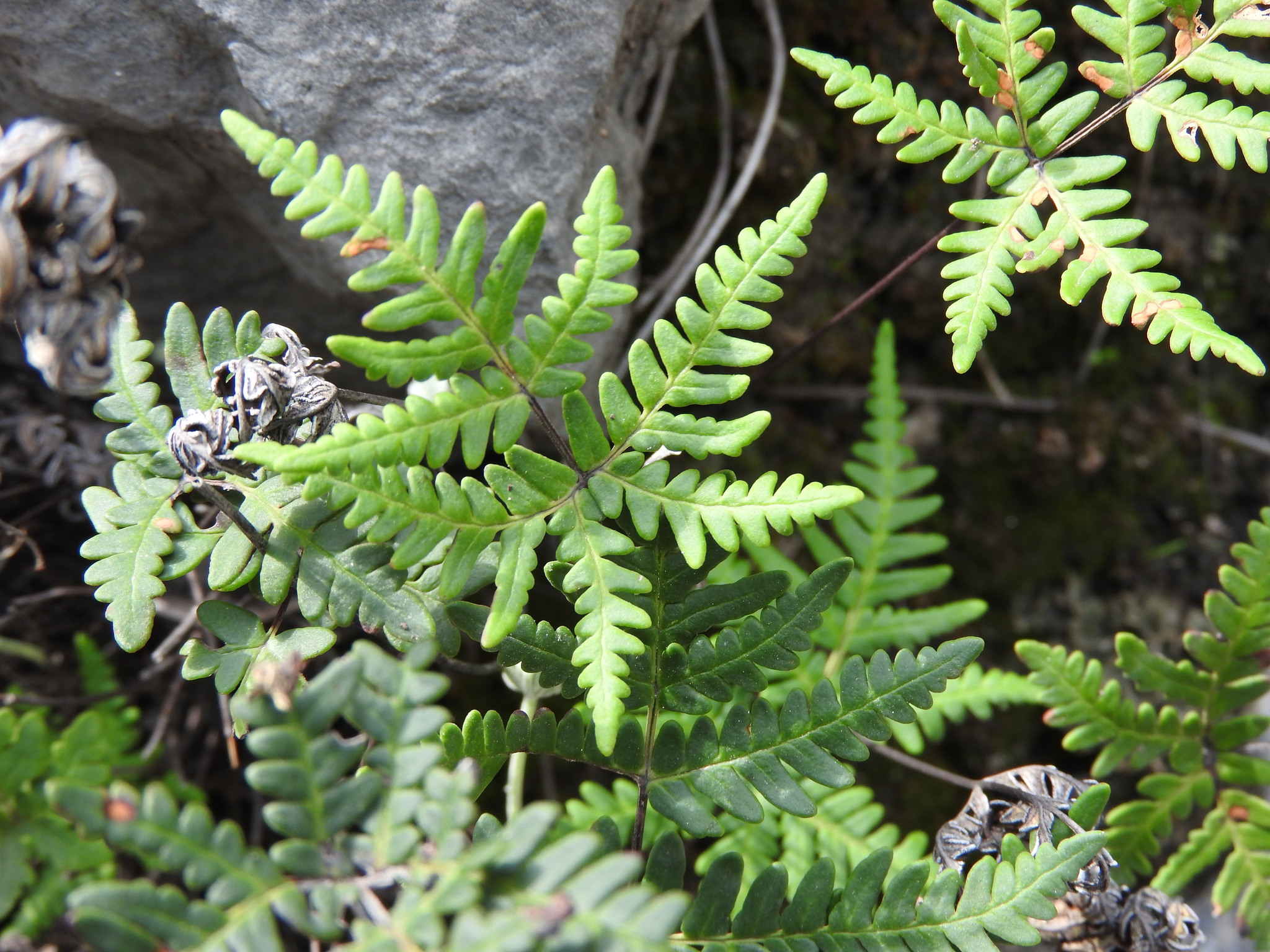 Notholaena sulphurea