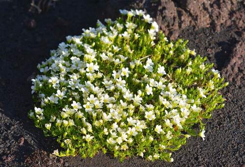 Minuartia arctica iNat (2)