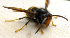 Vespa velutina nigrithorax