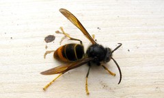 Vespa velutina nigrithorax