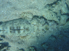 Papilloculiceps longiceps