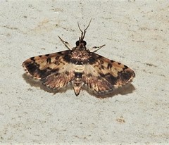 Nacoleia amphicedalis