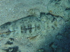 Papilloculiceps longiceps