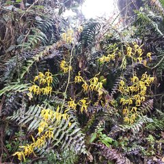 Cyrtochilum pardinum