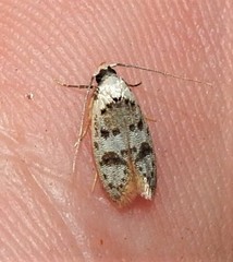 Scatochresis innumera