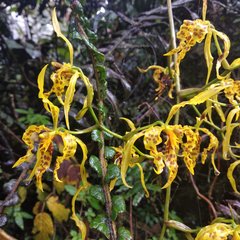 Cyrtochilum pardinum