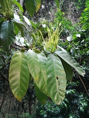 Oxyanthus pyriformis