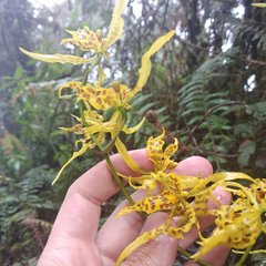 Cyrtochilum pardinum