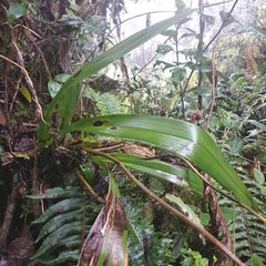 Cyrtochilum pardinum