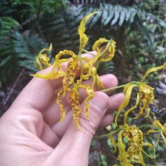 Cyrtochilum pardinum