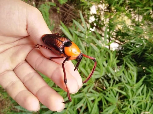 Cyrtotrachelus buquetii