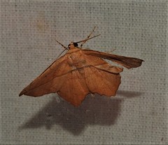 Polyacme dissimilis