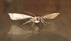 Polyacme dissimilis