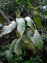 Oxyanthus pyriformis