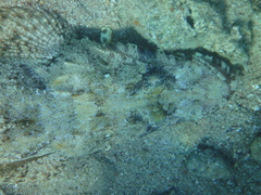 Papilloculiceps longiceps