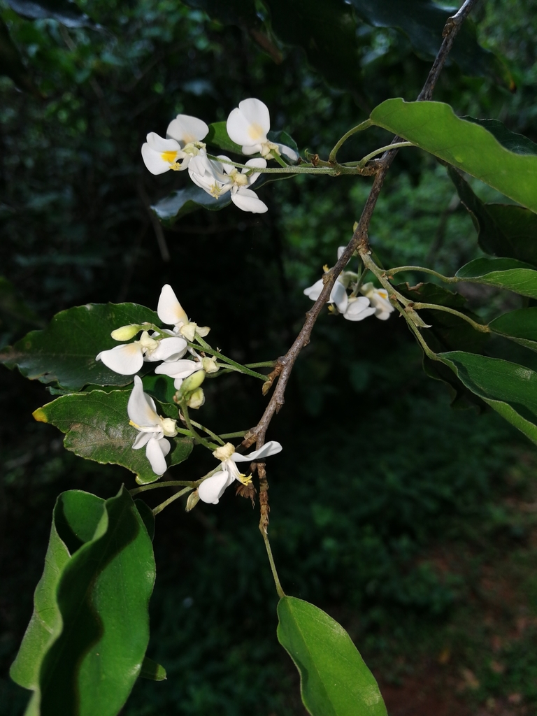 Forest Camwood