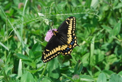 Papilio brevicauda