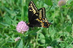 Papilio brevicauda
