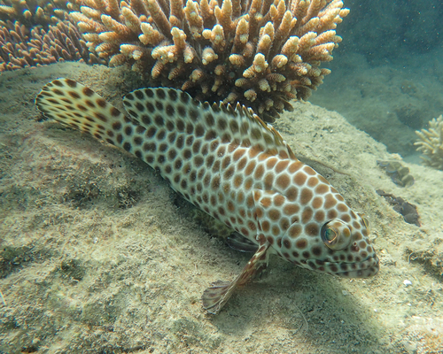 Epinephelus quoyanus (Valenciennes, 1830)