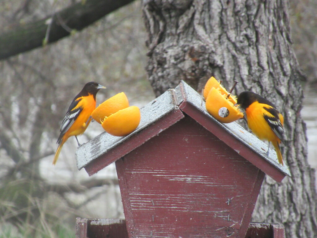 Baltimore Oriole from Waldersee Manitoba on May 13, 2022 at 0621 PM by