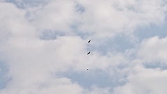 Spilornis cheela