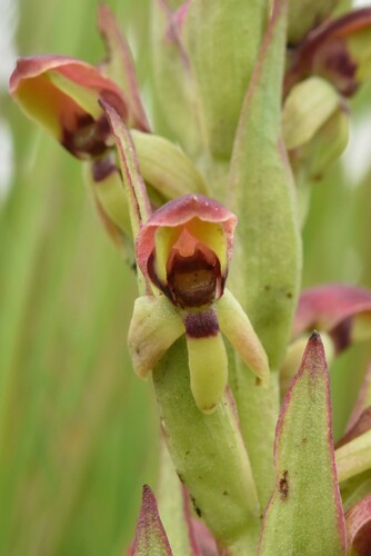 Disa brevicornis (Lindl.) Bolus