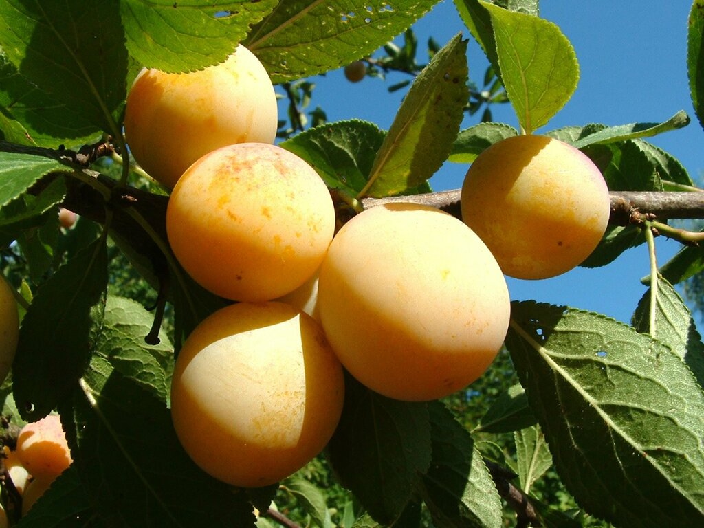 Prunus × syriaca