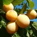 Prunus × syriaca - Photo Stanislas PERRIN, sin restricciones conocidas de derechos (dominio público)