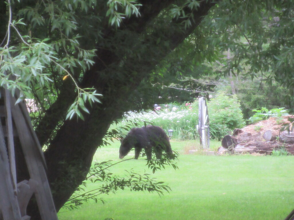 American Black Bear from Waldersee Manitoba on August 3, 2023 by