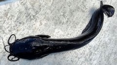 Clarias batrachus