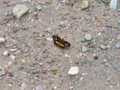 Telenassa berenice