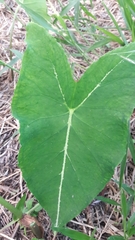 Caladium