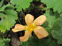 Modiolastrum malvifolium