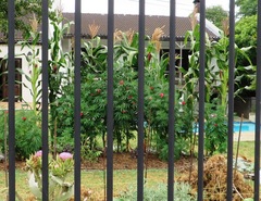 Cannabis sativa sativa