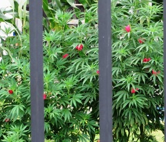 Cannabis sativa sativa