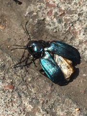 Calosoma granatense