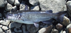 Ameiurus catus