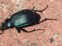 Calosoma granatense