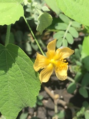 Abutilon viscosum