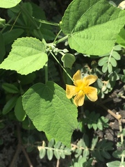 Abutilon viscosum