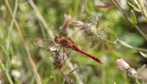 Saffron-winged Meadowhawk (Sympetrum costiferum), a species recorded in Montana