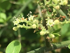 Cryptocarpus